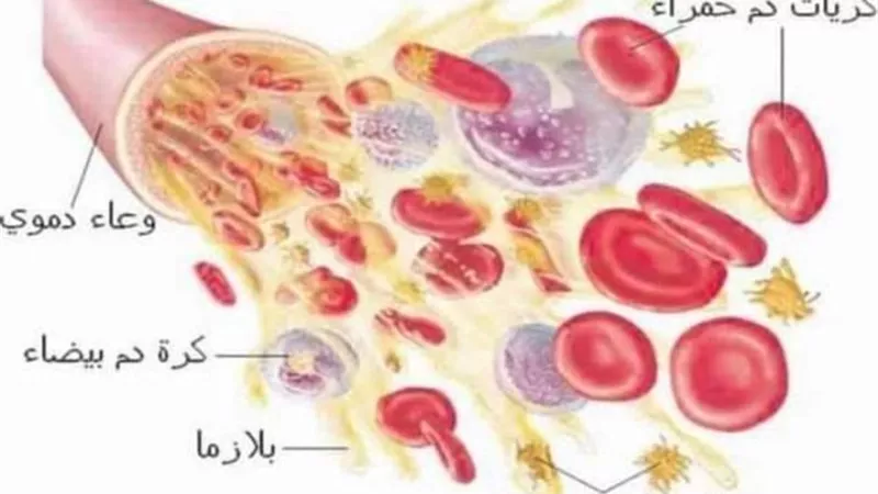 افتتاح لجنة أمراض الدم للكبار بعيادة المبرة للتأمين الصحي بالمنيا