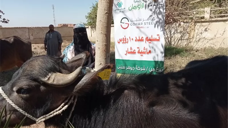 رؤوس مواشي للأسر الأولى بالرعاية بقرى الفشن ببني سويف