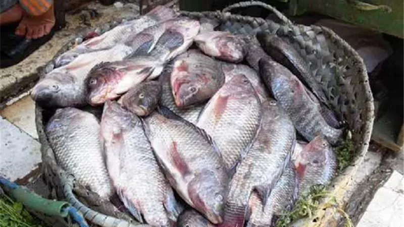 ضبط طن أسماك فاسدة بقنا