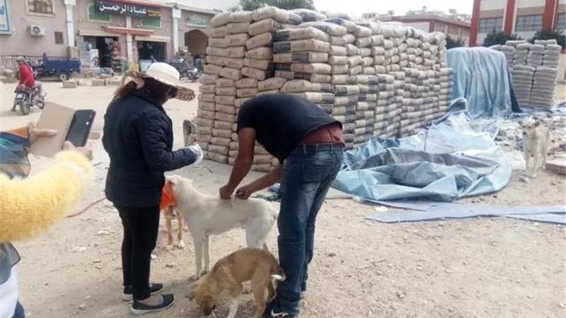 نبأ سارة من الطب البيطرى فى الشروق بخصوص الكلاب بالمدينة.. بالصور