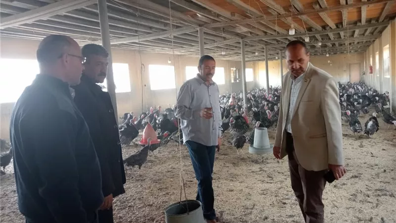 سكرتير بنى سويف يتفقد منافذ البيع والعنابر بمشروع الدواجن