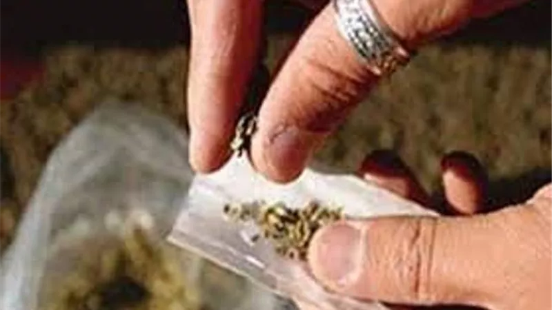 سقوط ديلر الحشيش بالمطرية