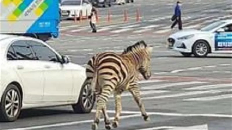 حمار وحشي يتجول في شوارع سول