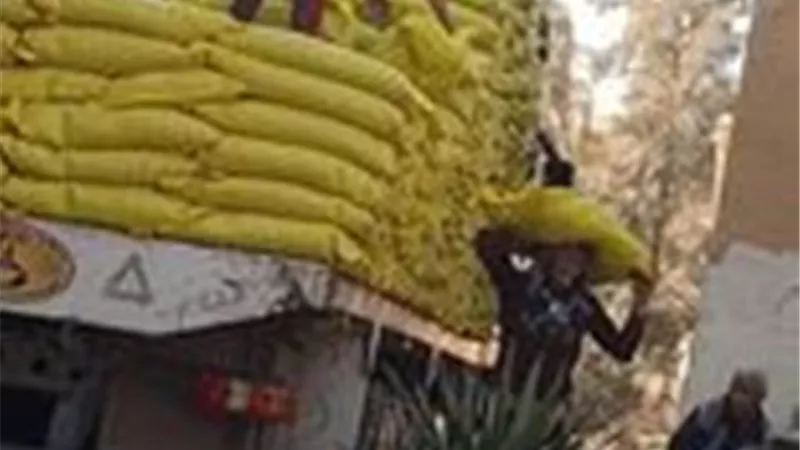 الإسماعيلية استعدت لموسم زراعة القطن بأصناف جديدة ..صور