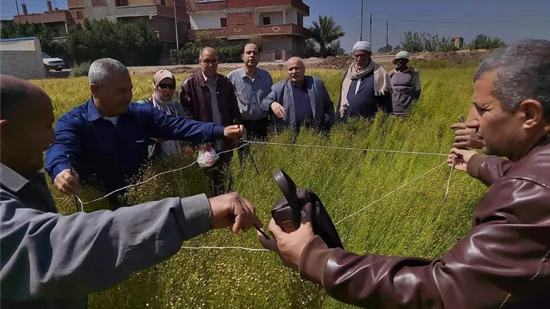 تنفيذ يوم حصاد الكتان بالشرقية