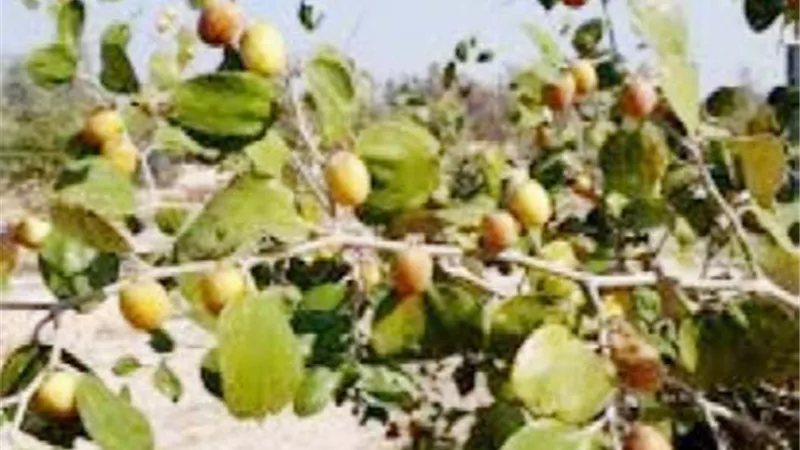 شجر السدر.. فى القرآن