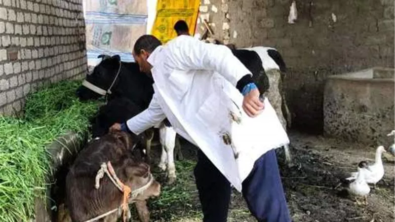 بيطري الشرقية يُحصن451ألف رأس ماشية للوقاية من الحمى