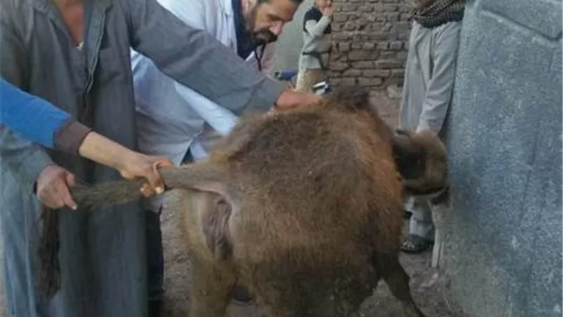 جامعة الزقازيق توجه قافلة لعزبة عرب المحاسن