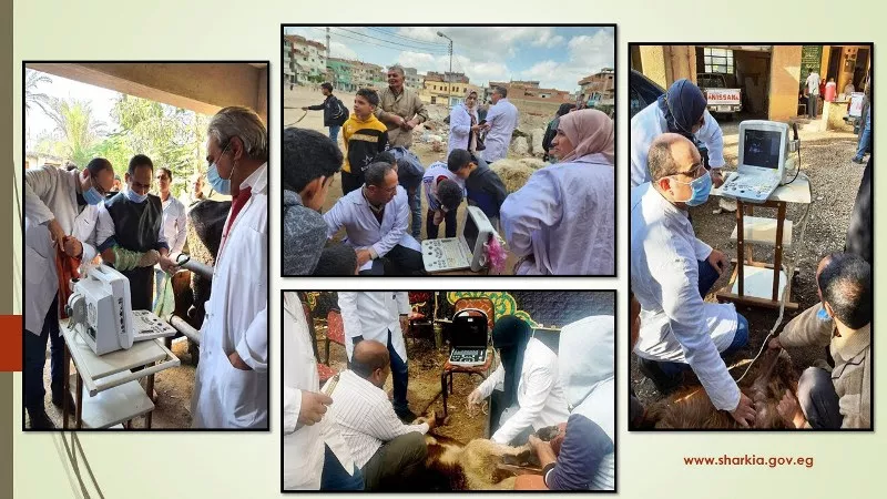 إجراء المسح التناسلى والتلقيح الصناعى ل 6370 رأس ماشية