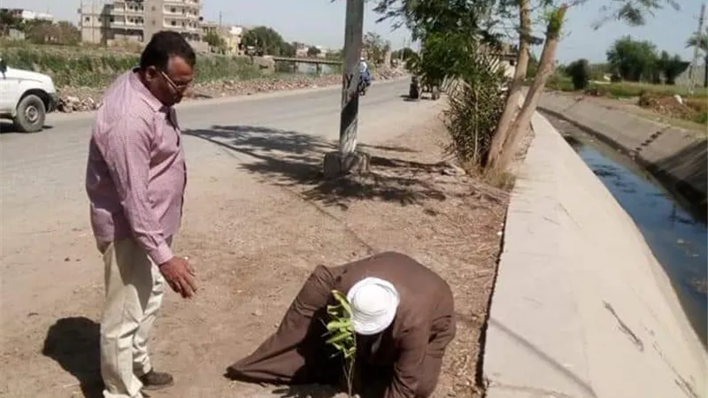 زراعة أشجار مثمرة بمدخل قرية صفط الخمار بمركز المنيا