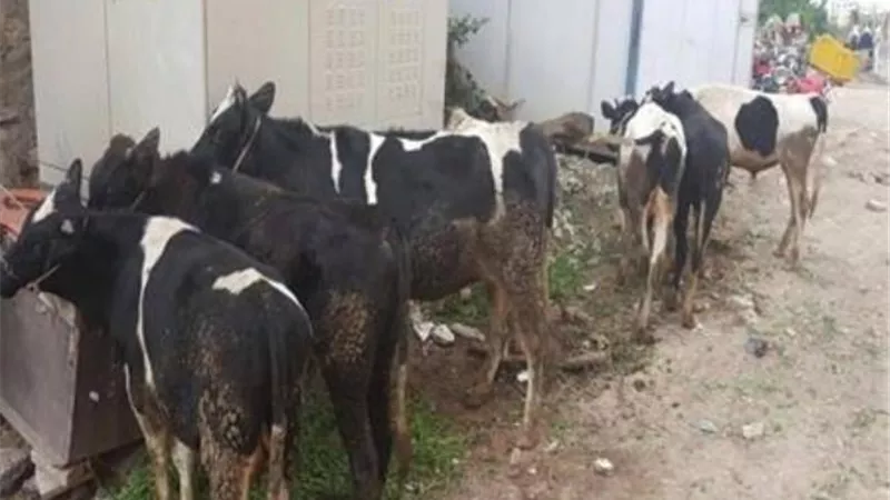 ضبط 5 أشخاص سرقوا مزرعة ماشية في المنيا
