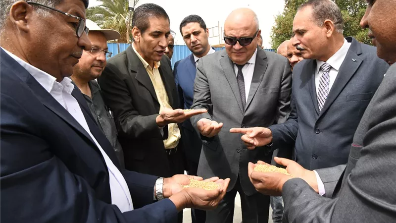 انطلاق موسم توريد القمح بقنا