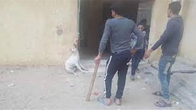 القبض على شخص عذب كلباً أعلى عقار فى دار السلام