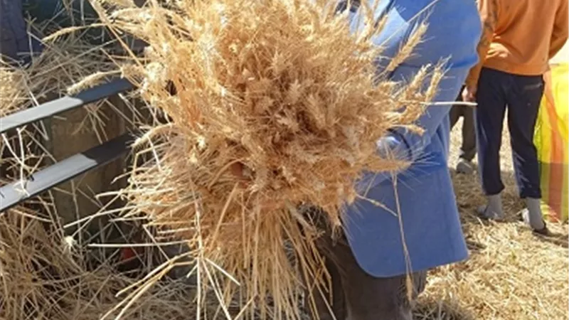 إنطلاق موسم حصاد القمح بالسويس