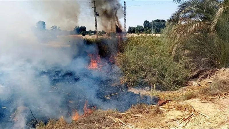 ١٥١ محضر بيئة لحرق قش القصب بالأقصر