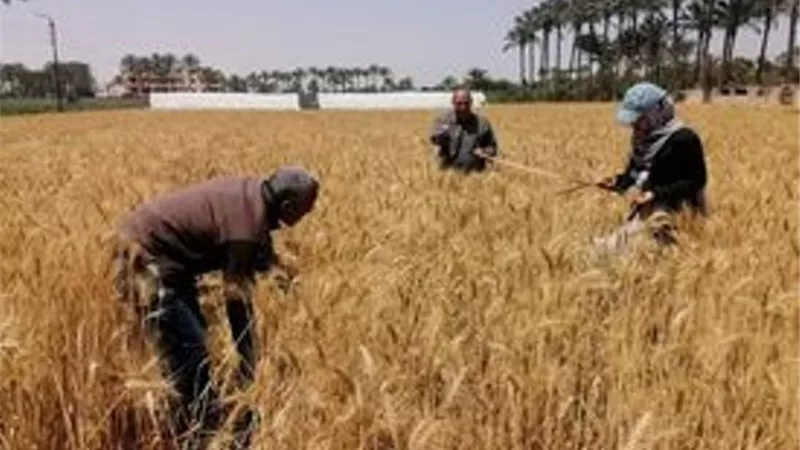 بدء موسم حصاد السنابل الذهبية في فايد بالاسماعيلية..صور