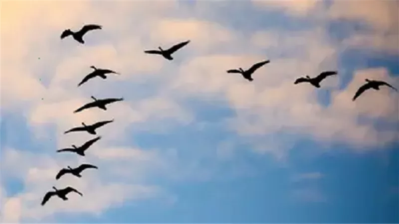 علماء يكشفون كيف تتغذى الطيور المهاجرة
