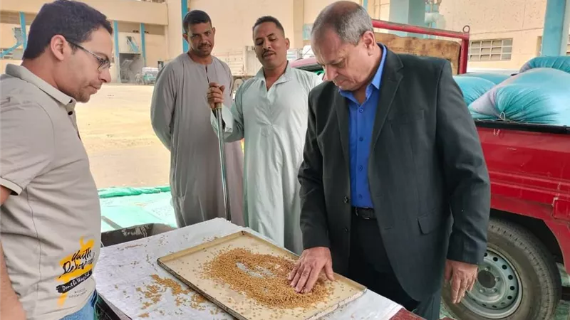 استمرار توريد محصول القمح بمحافظة المنيا