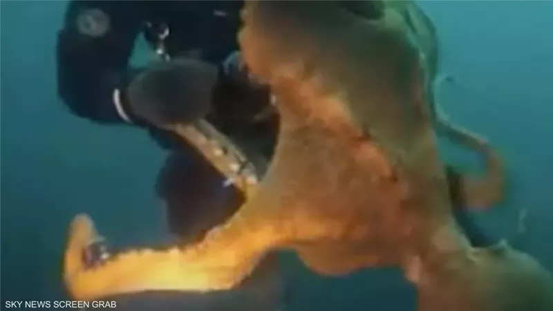 كاد يخسر حياته..أخطبوط عملاق يهاجم غطاس تحت الماء