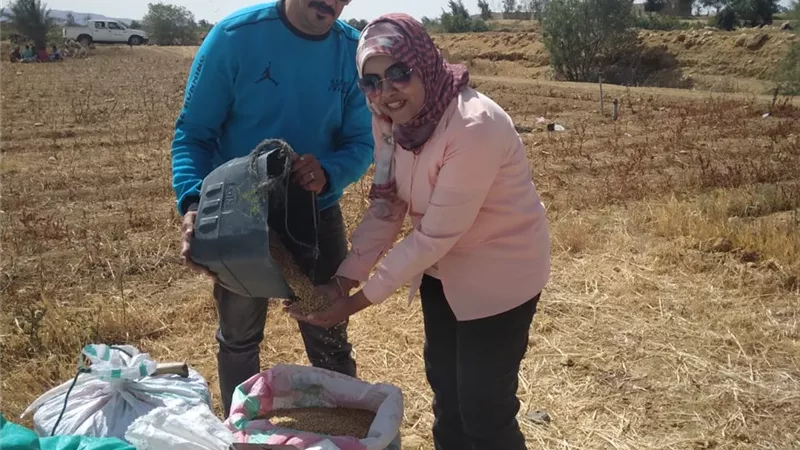 حملة من مديرية الزراعة والمراقبة لمتابعة موسم القمح بالسويس