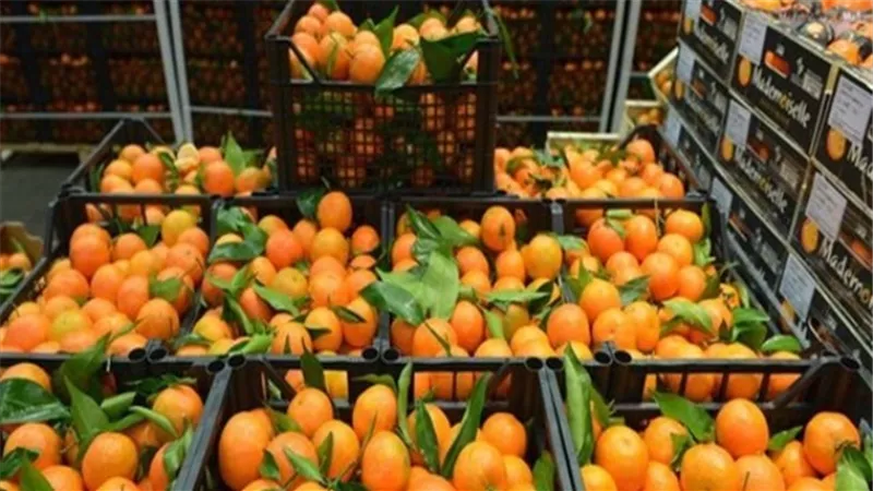 الحجر الزراعي: مصر احتلت المركز الأول عالميا في تصدير الموالح