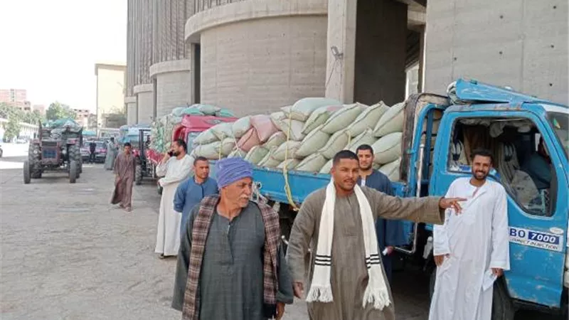 مزارعو القمح: إرتفاع سعر التوريد غير مسبوق