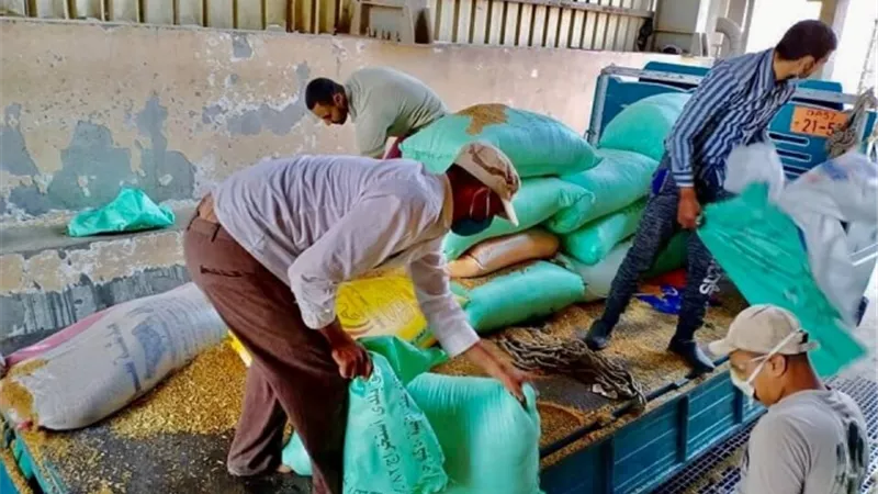 نور الدين: حصاد 10 ألاف فدان قمح وتوريد 1227 طن للصوامع والشون