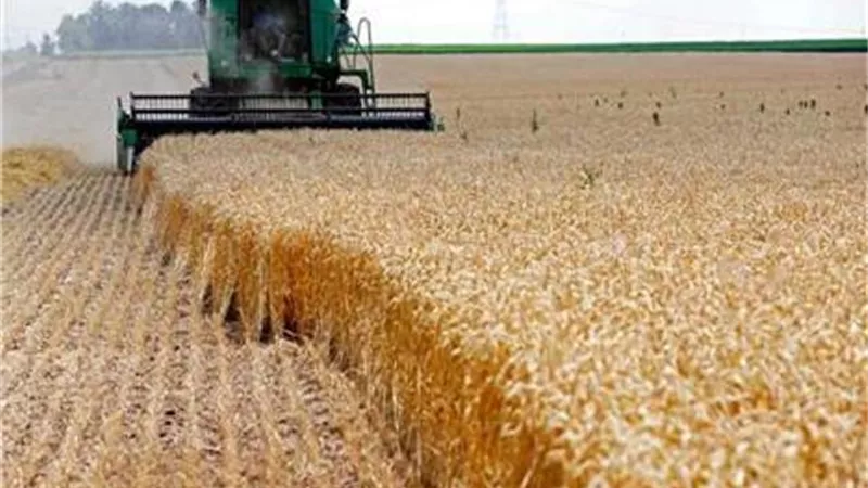 الفيوم تحتفل بموسم حصاد القمح .. و توزيع وغرس 163 ألف شجرة
