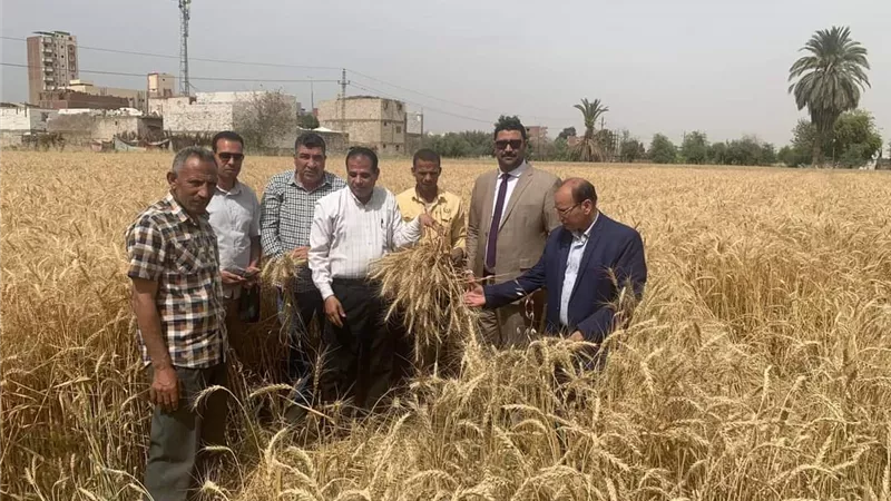 المرور على محصول القمح بمركز سمالوط من خلال مبادرة ازرع