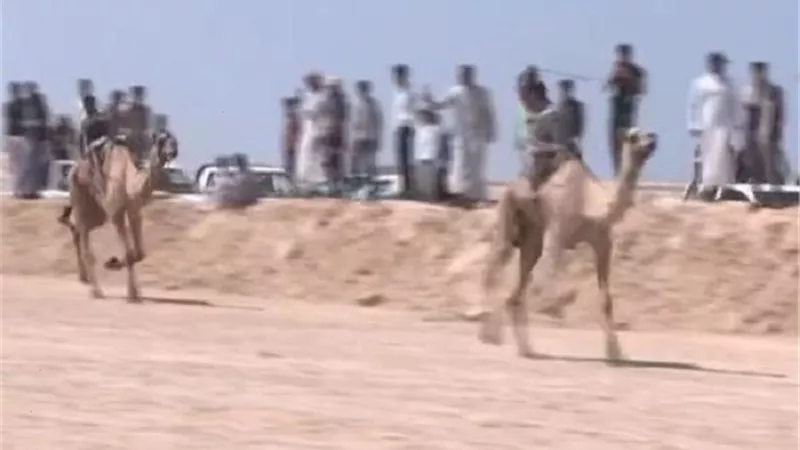 إنطلاق فعاليات سباق الهجن بالعريش