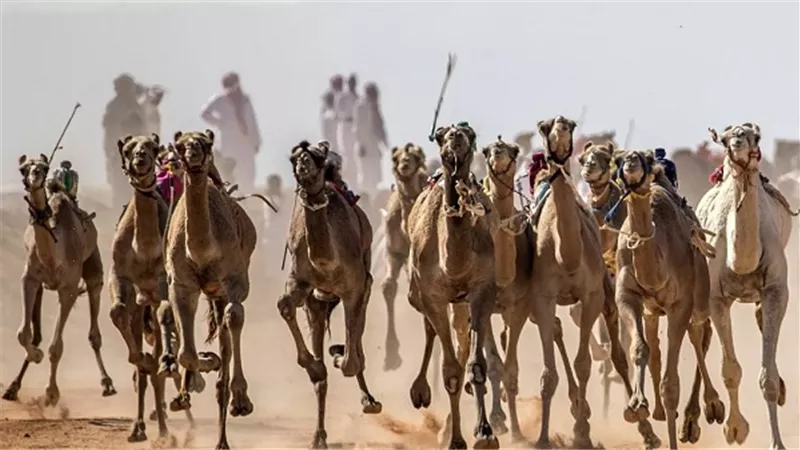 تعرف على مكان إقامة بطولة سباق الهجن