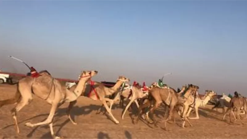 اختتام فعاليات مهرجان سباق الهجن بالعريش اليوم