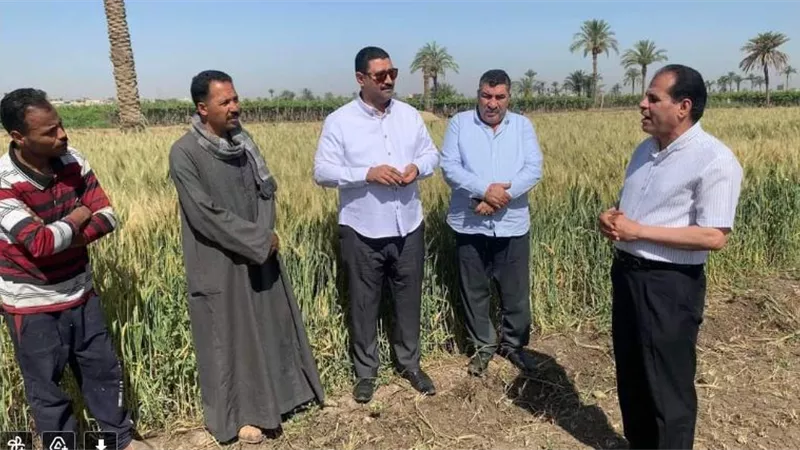 وكيل وزارة الزراعة بالمنيا يتابع حصاد محصول القمح