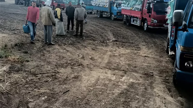 ٢٢٢٤٨ طن توريد محصول القمح بكفر الشيح