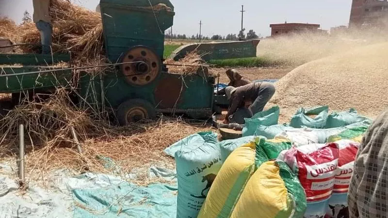 مراكز الشرقية تتسابق في حصاد وتوريد سنابل القمح الذهبية