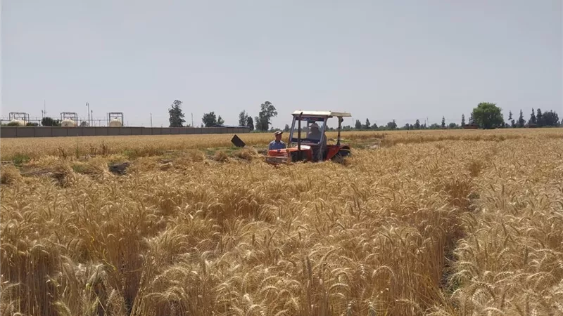 استمرار توريد محصول القمح بكفرالشيح تخطي ٢٨ألف طن
