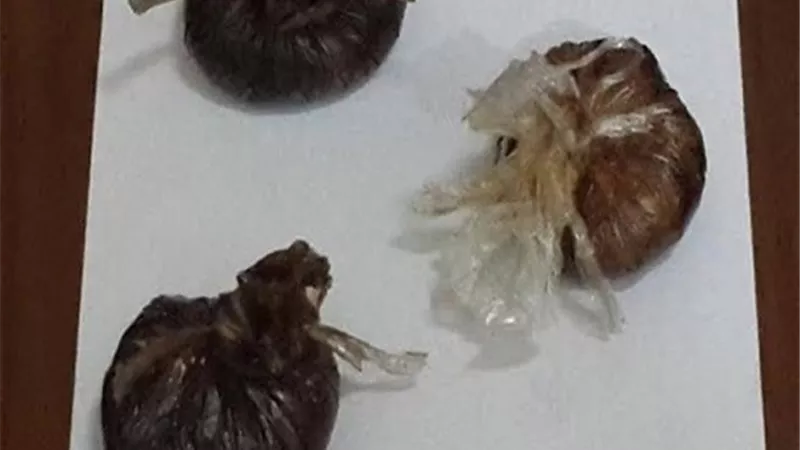 بـ 2 كيلو أفيون القبض على سيدتين قبل تهريبهم خارج البلاد