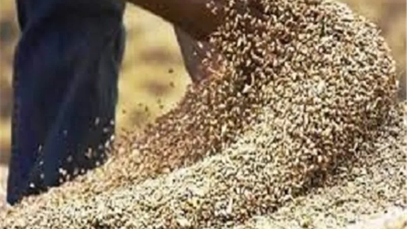 ضبط 30 طن أقماح محلية بحوزة مدير مطحن بسوهاج
