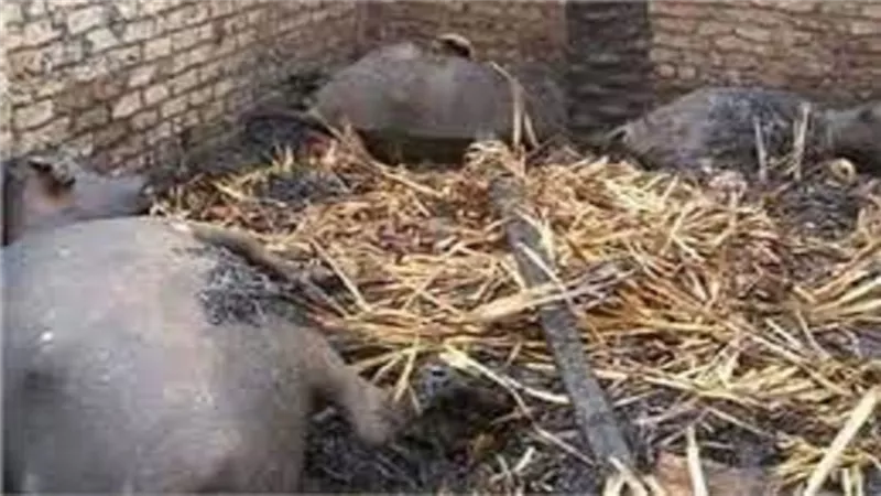 مصرع ربة منزل ونفوق 5 مواشى فى حريق حظيرة بالشرقية
