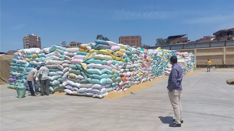 ٧٤ ألف و٥١٦ طن توريد محصول القمح بكفر الشيخ
