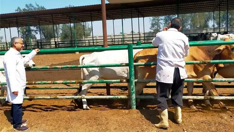 بيطري الشرقية يُحصن ٦٢٥ ألف رأس ماشية للوقاية من الحمى