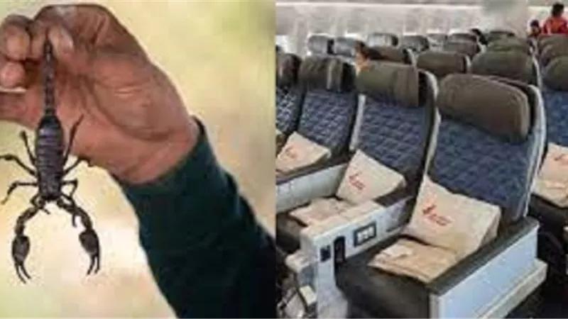 الحادثة النادرة.. عقرب يلدغ سيدة في الجو
