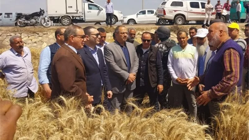 ١١٣ألف ٤٨٦طن توريد محصول القمح بكفر الشيخ اليوم