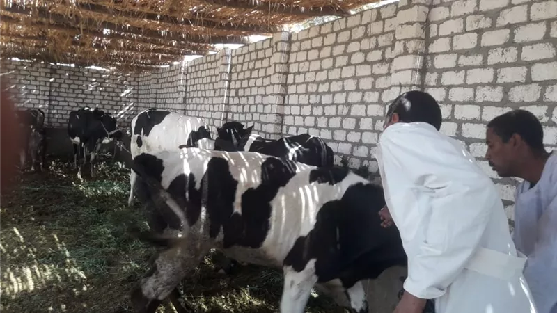 تحصين ٥٤٤٥٠ حيوان فى حملات الطب البيطرى بالأقصر