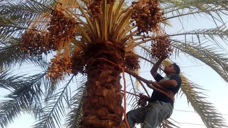 جينيس: مصر حطمت الرقم القياسي بأكبر مزرعة نخيل تمور في العالم
