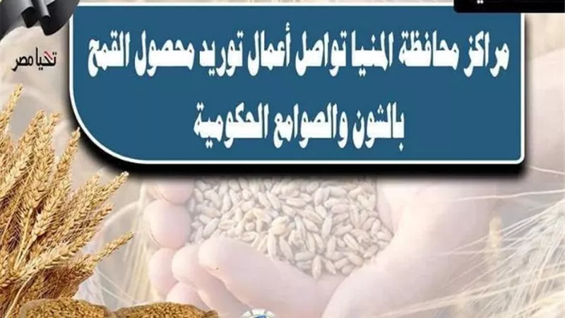 شون وصوامع المنيا تستقبل 197 ألف طن من محصول القمح