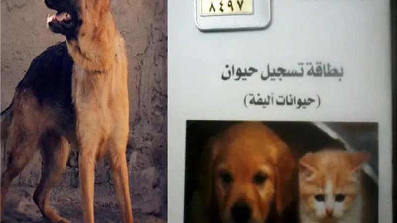 تجنبا للحبس والغرامة.. تعرف على كيفية ترخيص الكلاب