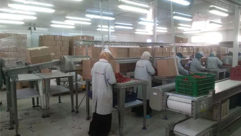 فرص عمل للسيدات داخل وحدة تعبئة خضر وفاكهة بإسنا جنوب الأقصر