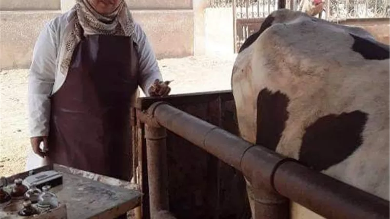 المسح التناسلي والتلقيح لـ6آلاف رأس ماشية بالشرقية