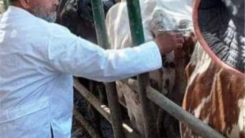 فحص ٢٢٤٨ رأس ماشية ضد البروسيلا والسل البقرى